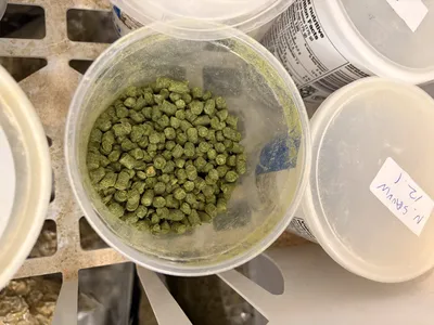 Houblon en granules (pellets).